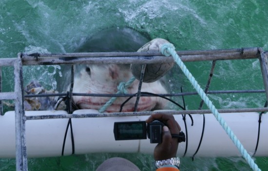 White Shark Cage Diving