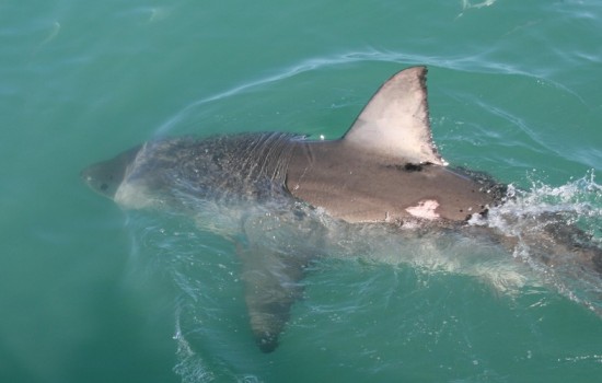 White Shark Cage Diving