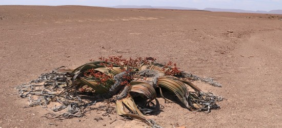 Welwitschia Moon Landscape Excursie