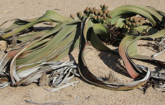 Welwitschia Moon Landscape Excursie