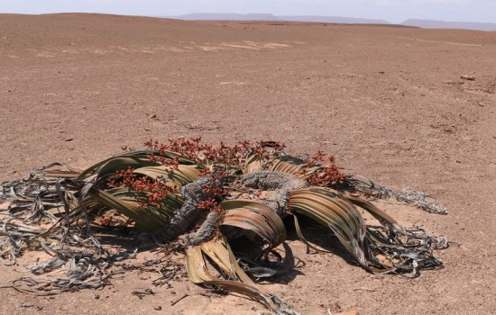 Welwitschia Moon Landscape Excursie