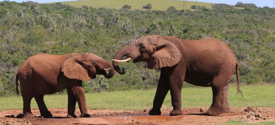 Addo National Park
