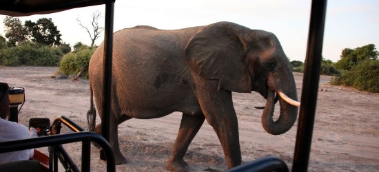 Chobe 4x4 en boot Safari