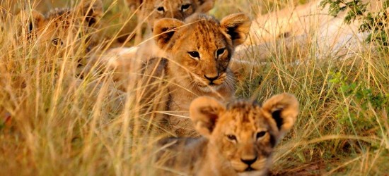 Mkhaya Game Reserve