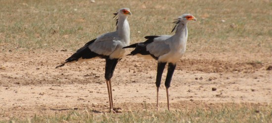 Central Kalahari wild reservaat