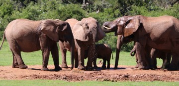 Olifanten Safari (Reizen incl. Addo)