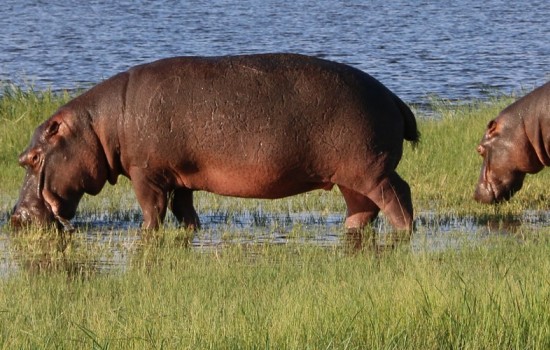 Chobe 4x4 en boot Safari