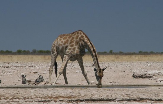 Toshari Etosha lodge