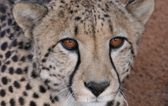 Kgalagadi Transfrontier Park (ZA)