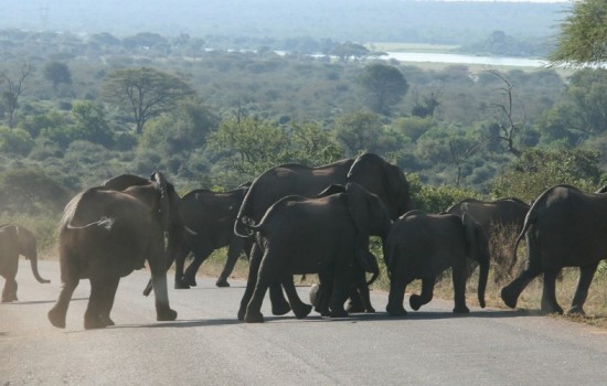 Chobe 4x4 en boot Safari