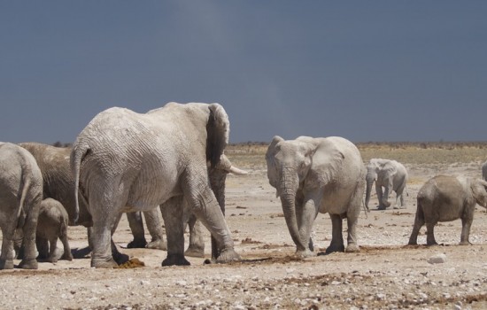 Toshari Etosha lodge