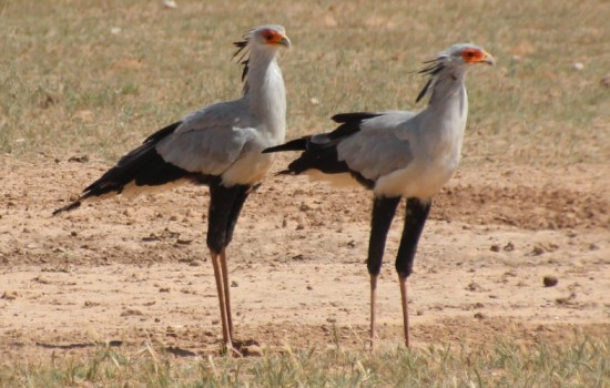 Central Kalahari wild reservaat
