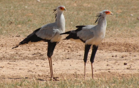 Mkhaya Game Reserve