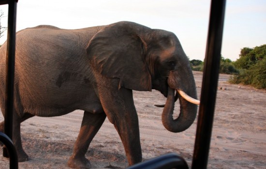 Chobe 4x4 en boot Safari