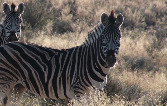 Central Kalahari wild reservaat