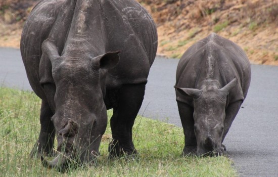 Khama Rhino Sanctuary