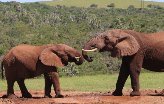 Addo National Park