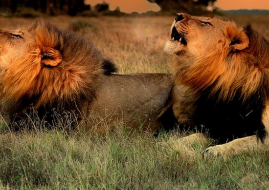 kariega leeuwen