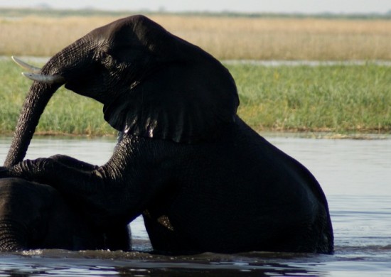 chobe olifanten 2