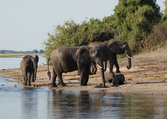 chobe olifanten 3