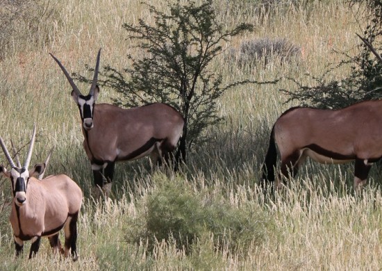 gemsbok 3