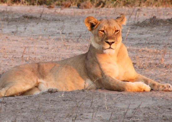 chobe lion