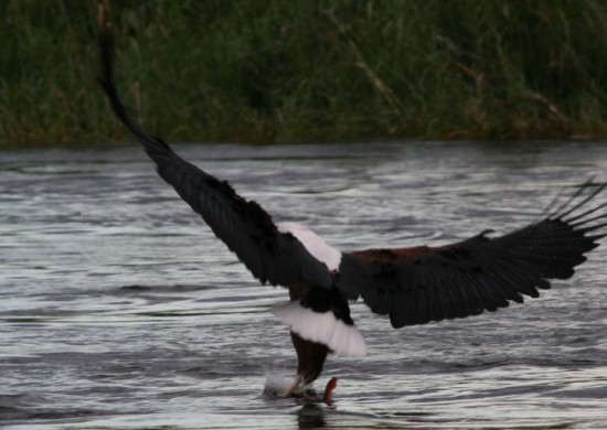 african fish eagle 1