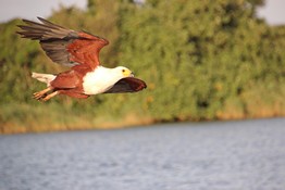 Lekkerbly 46