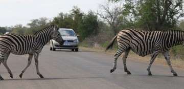 Zelf rijden Zuid-Afrika