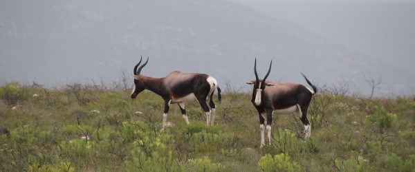 Bontebok