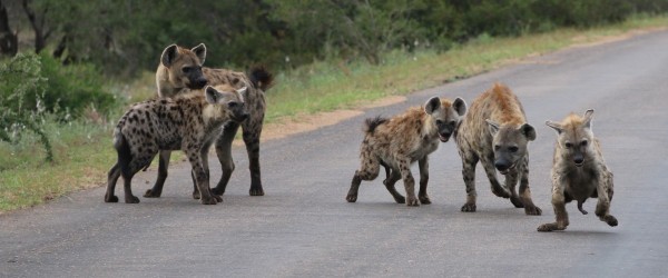 Hyena