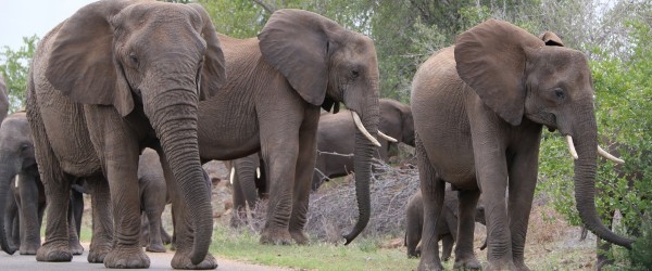 KNP2