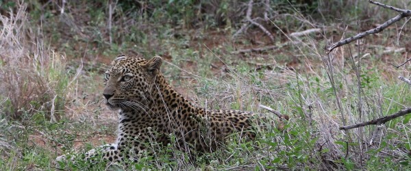 leopard