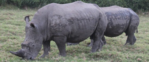 rhino