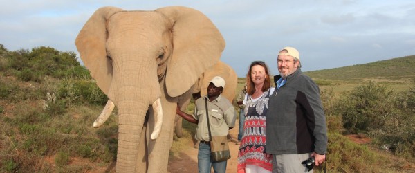 walking with elephants