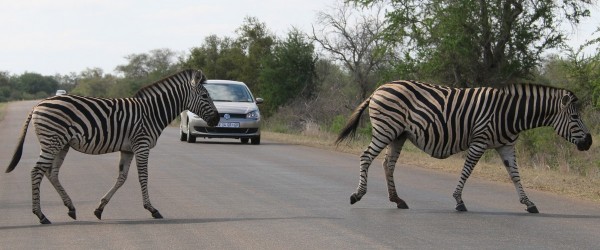 zebrapad