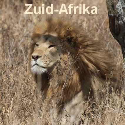 Zuid Afrika safari reizen lekkerbly
