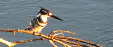 kingfisher 2