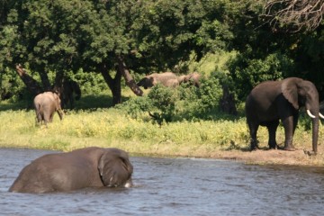 Chobe 1