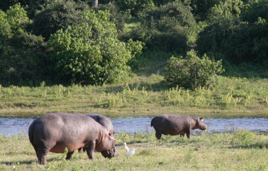 Chobe National Park