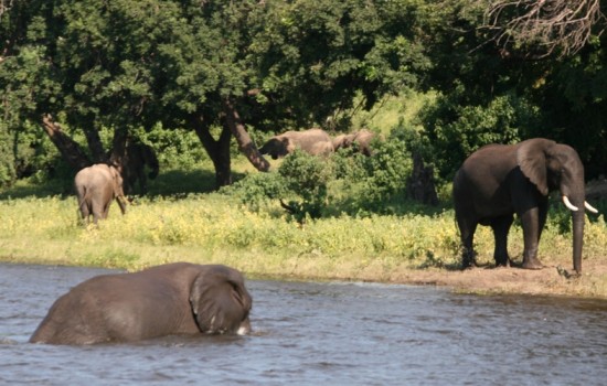 Chobe National Park