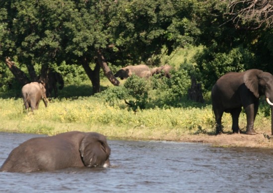 Chobe 1