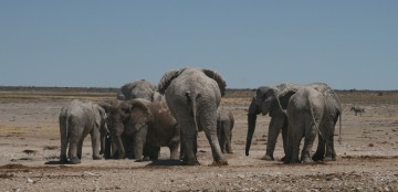 Parken & Reservaten van Namibië