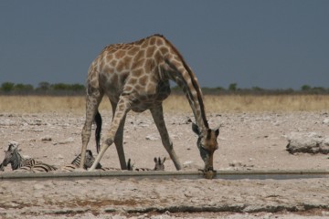 Etosha 2