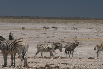 Etosha 8