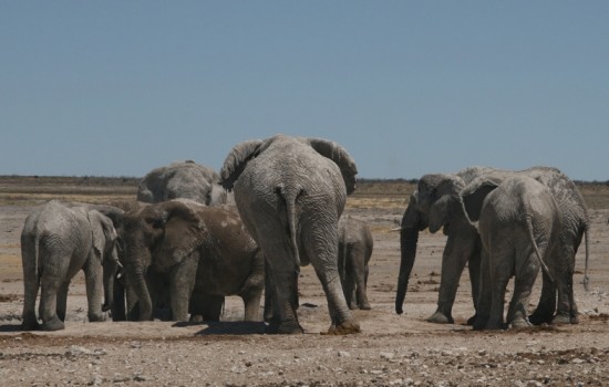 Etosha National Park