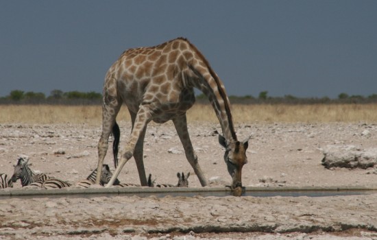 Etosha National Park