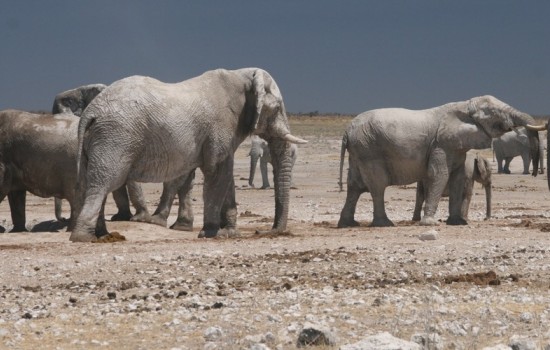 Toshari Etosha lodge