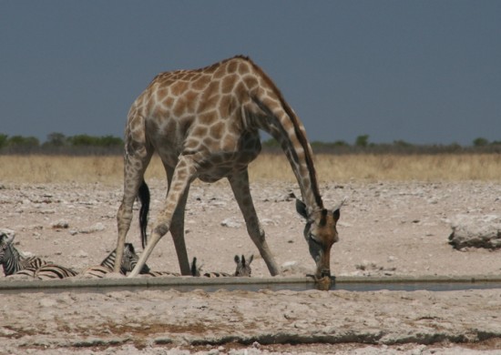 Etosha 2