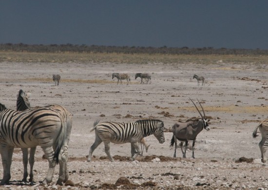 Etosha 8